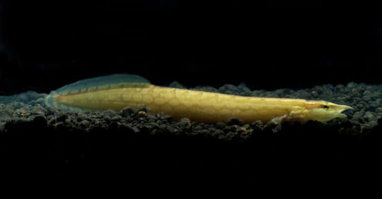 A Tire Track Eel rests on black gravel in an aquarium