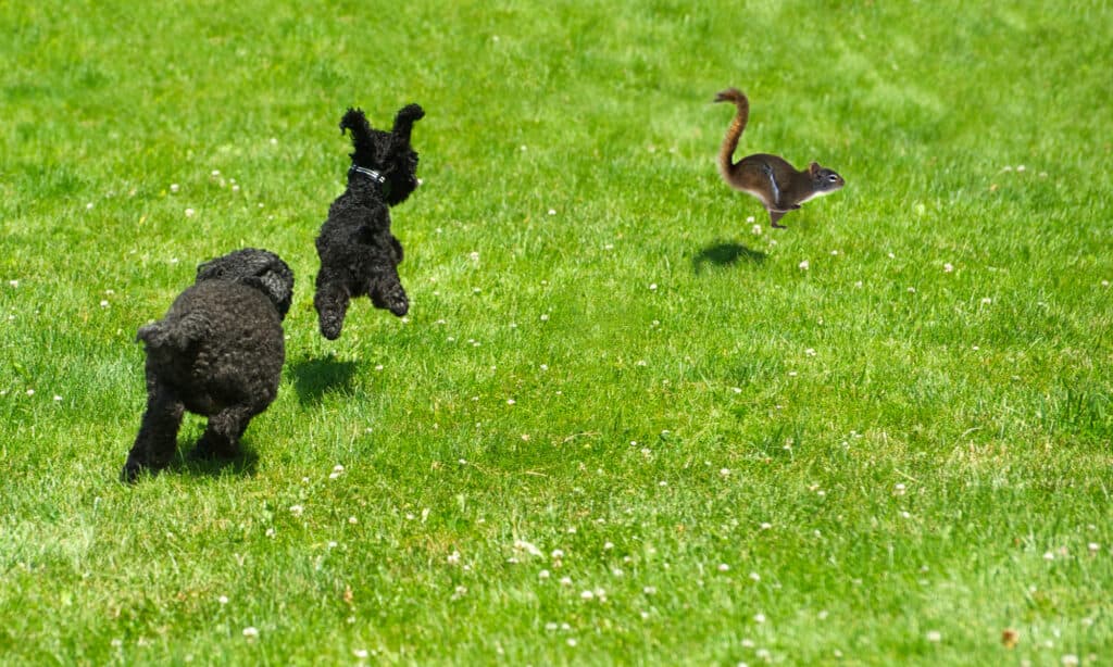 Toy poodle puppy, and miniature poodle chasing a squirrel in the summer