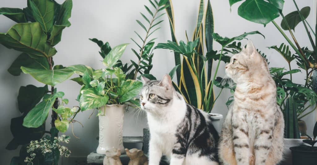 Two cats sit on a table covered with houseplants