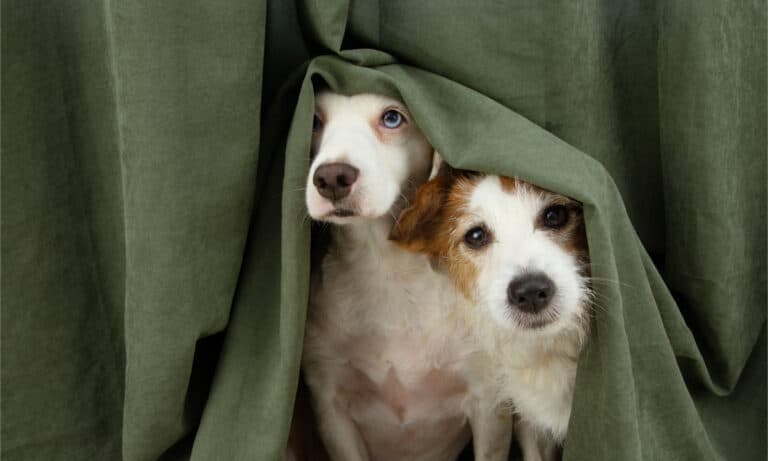 Two fearful dogs hiding under a bed