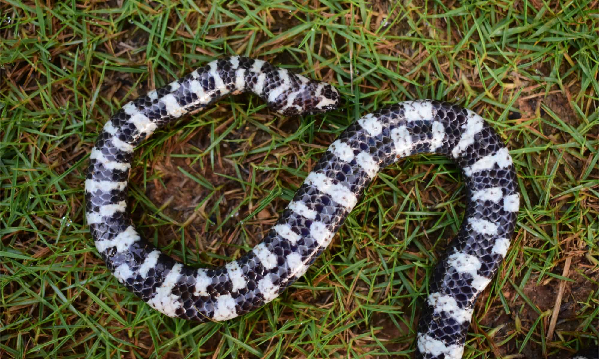 The white and black chekered pattern of a red-tailed pipe snake
