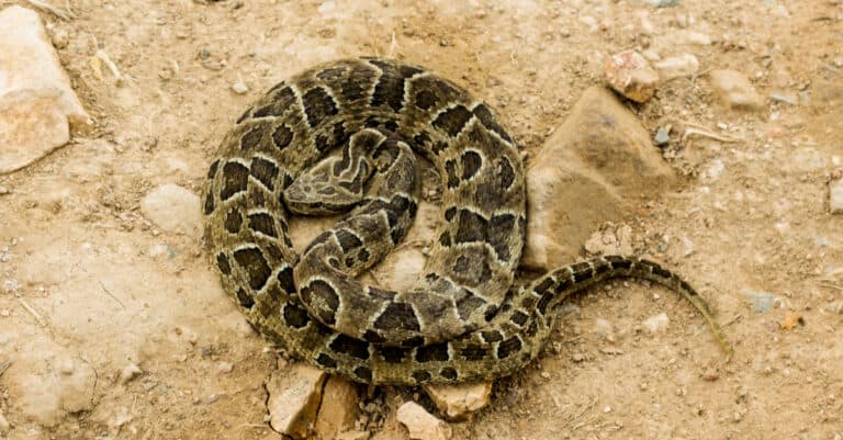 A coiled Urutu Snake