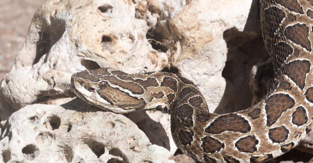 A Urutu Snake rests its head on a rock