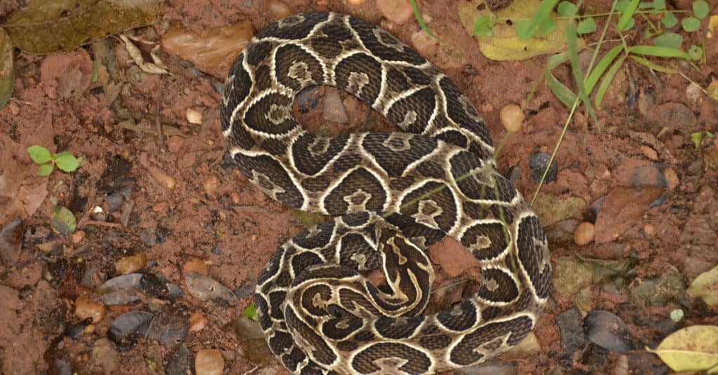 Urutu snake displays vivid pattern