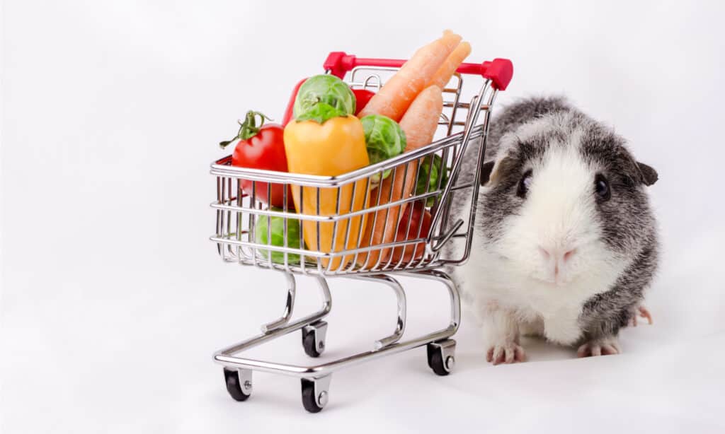 Vegetables to feed Guinea Pigs