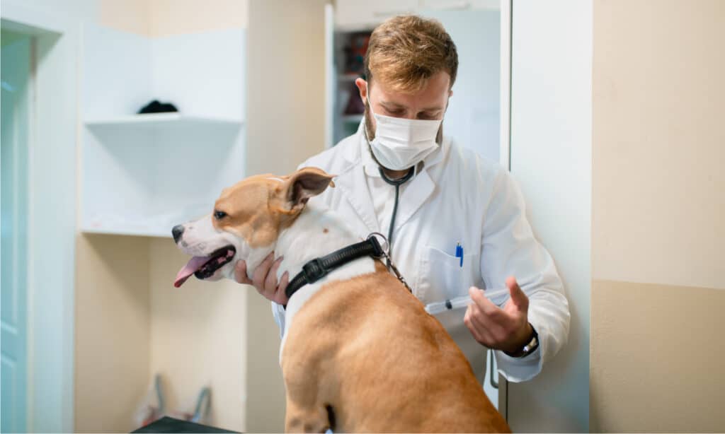 Vet treating dog