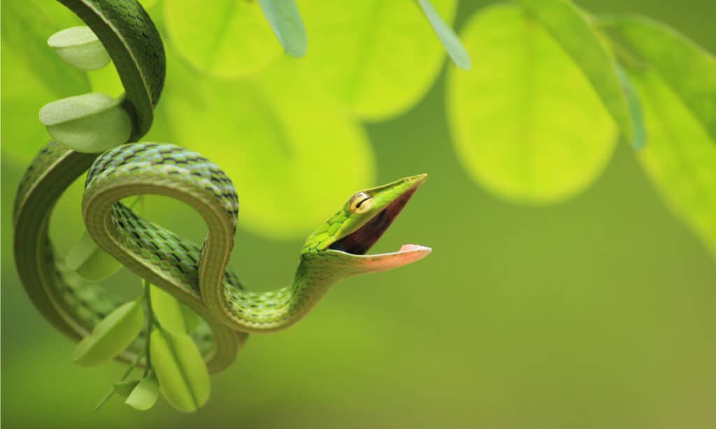 Green vine snake in an angry mood, ready to attack. They are very dangerous and their venom can easily kill humans.