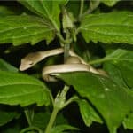 Brown baby Asian vine snake on a green plant. 