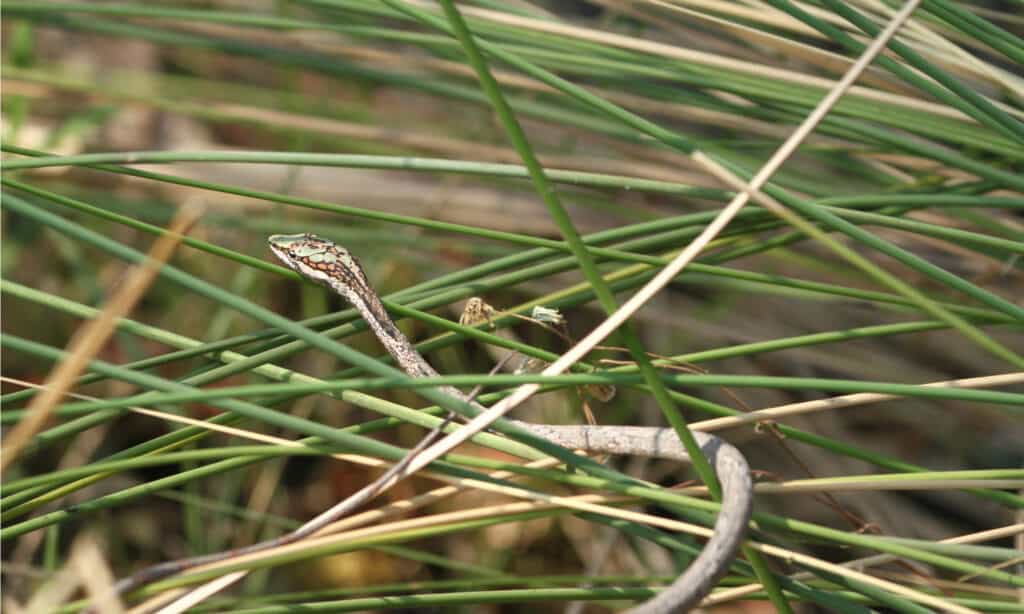 Vine snake in The Okavango Delta, Botswana. The head of the Vine snake is elongated, with large eyes and horizontal pupils.