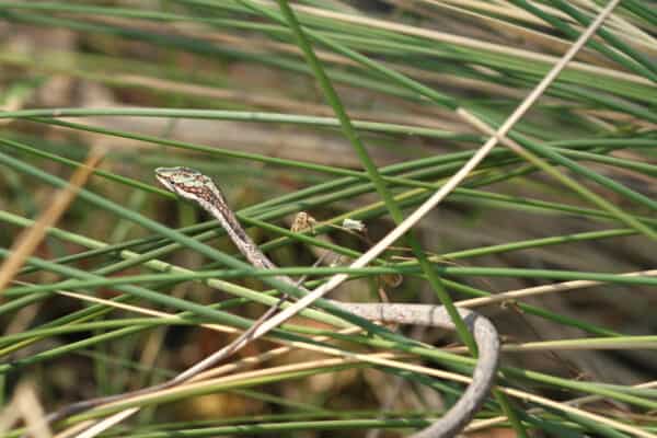 Vine snake in The Okavango Delta, Botswana. The head of the Vine snake is elongated, with large eyes and horizontal pupils.