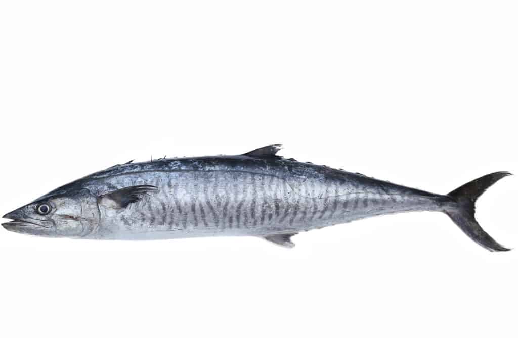 A wahoo fish on a white background