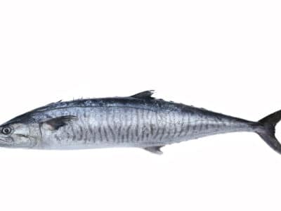 A Wahoo Fish