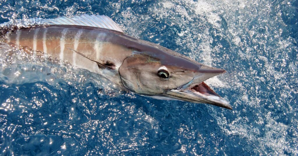 A wahoo fish being caught by a fisherman