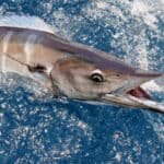 Wahoo