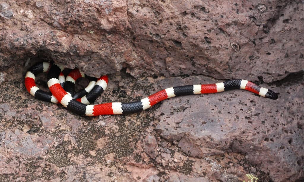 An Arizona coral snake resting on rocks