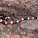 Arizona coral snake