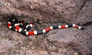 Arizona Coral Snake photo
