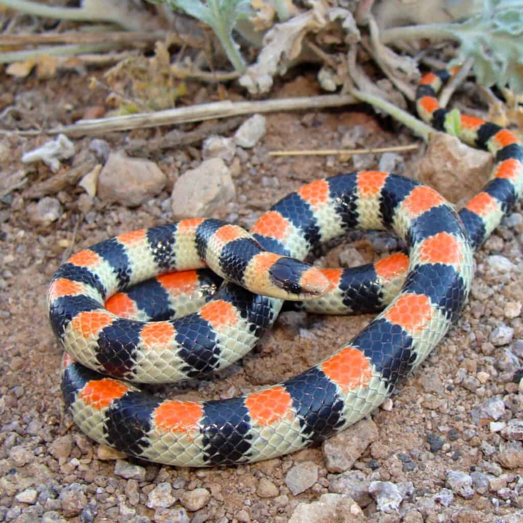 A Western Ground Snake displays its alternating bands of color