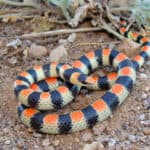 Variable Ground Snake