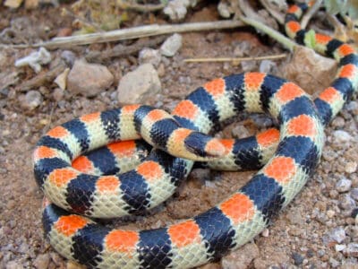Ground Snake Picture