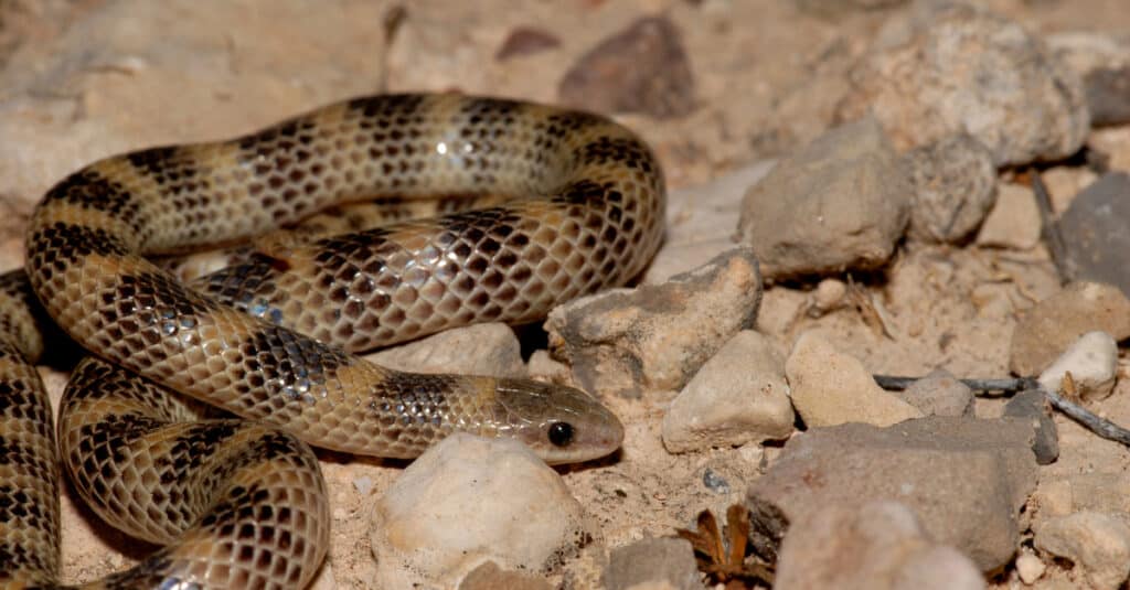 A Western Ground Snake slithers over rocky soil