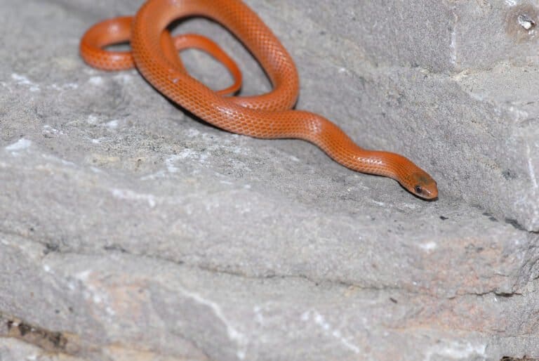 A Western Ground Snake with an almost solid orange appearance