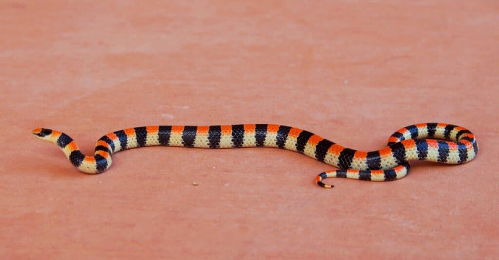 A Western Ground snake slithers across red sand
