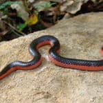 Worm Snakes have spiked tails, but they don't have stingers