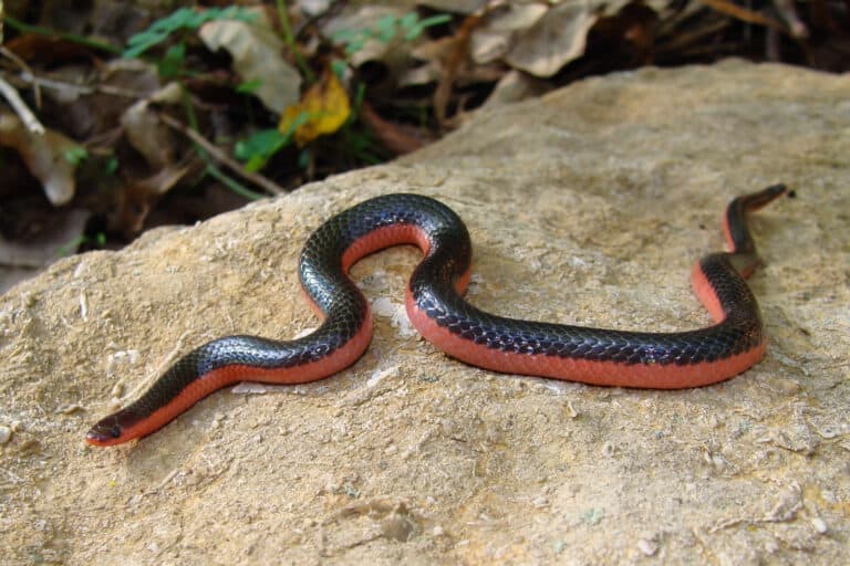 A Western Worm Snake rests on a flat rock