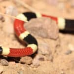 The bands of color on an Arizona coral snake, also known as Western coral snake, start and end with black
