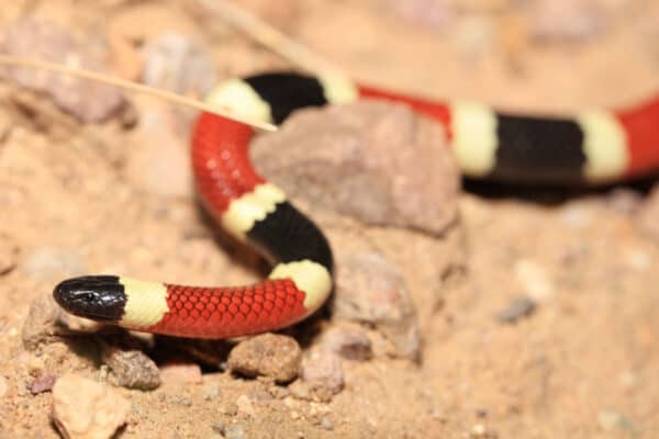 The bands of color on an Arizona coral snake, also known as Western coral snake, start and end with black