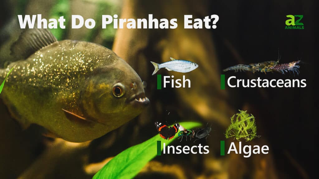 piranha fish eat human