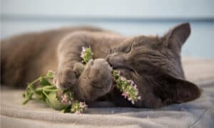 Why Do Cats Like Catnip? Picture