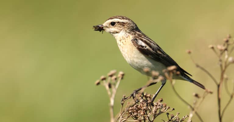 A Whinchat holding an insect in its beak