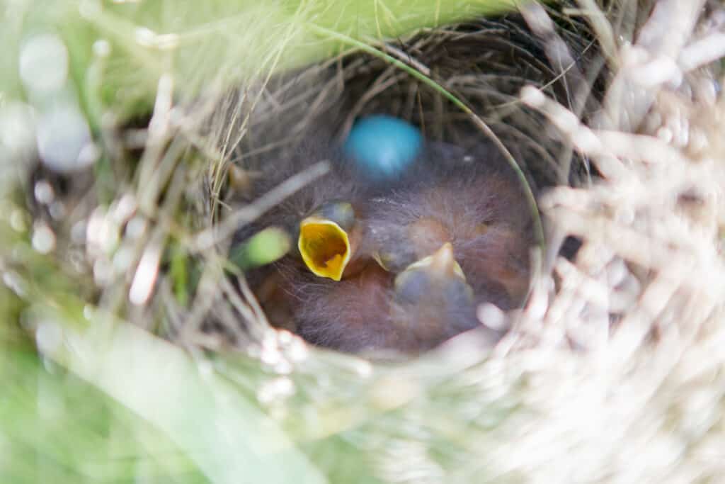 A Whinchat nest with a blue egg and three chicks