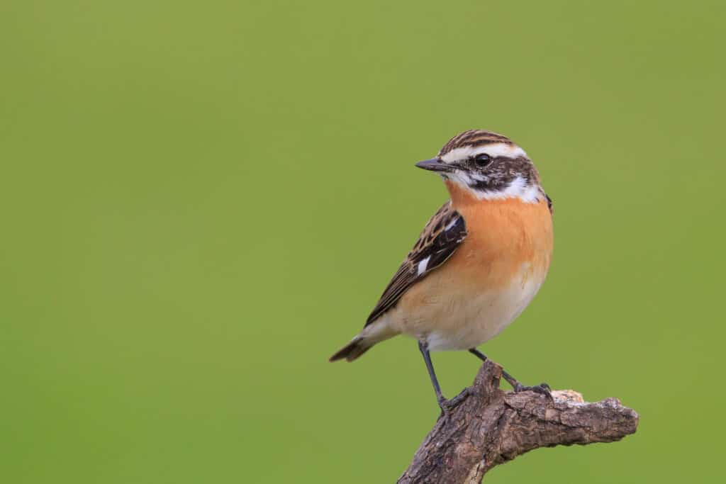 A Whinchat on a green background