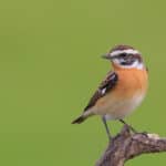 Whinchat