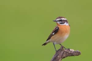 A Whinchat on a green background