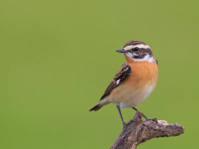 A Whinchat