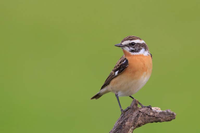A Whinchat on a green background