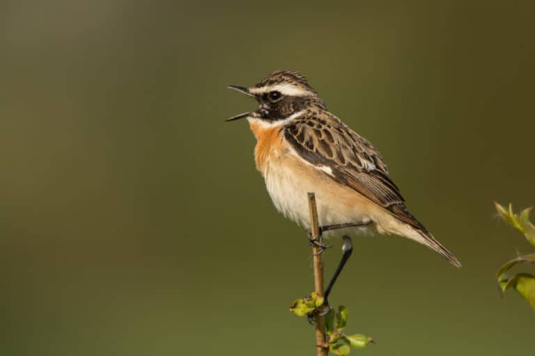 A Whinchat singing