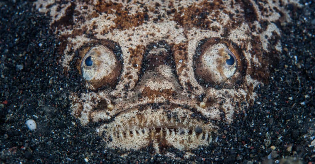 Whitemargin stargazer (Uranoscopus sulphureus) hides itself in volcanic sand