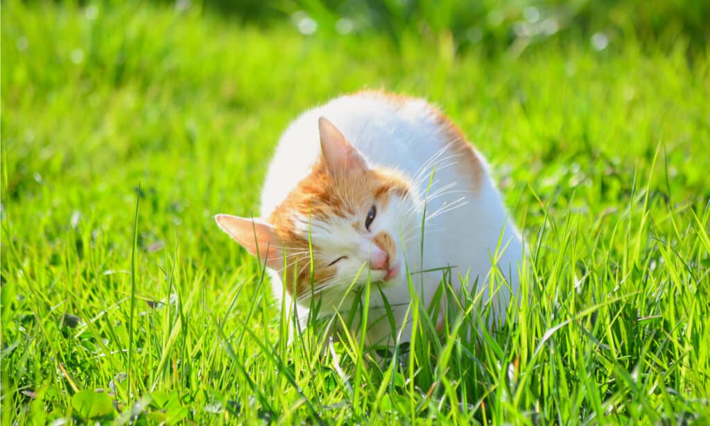 Why do cats eat grass