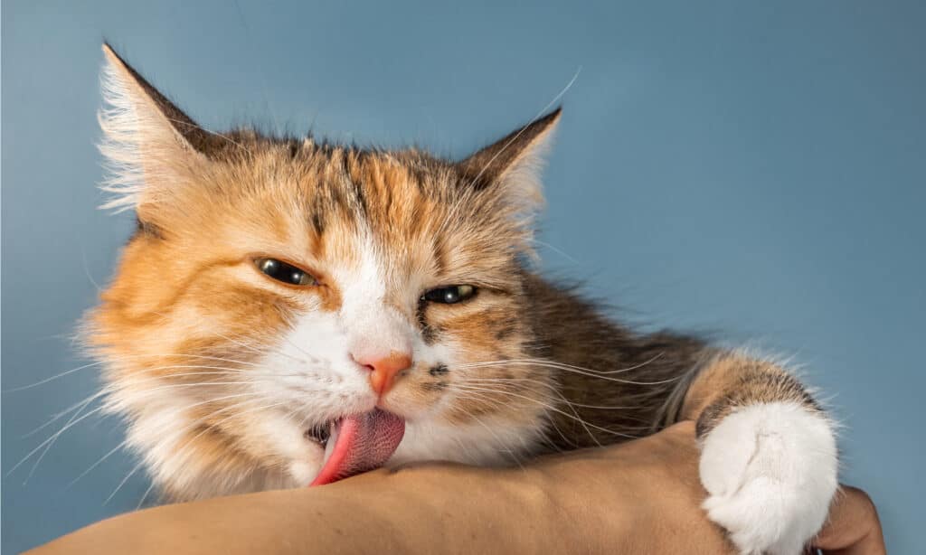 Why do cats lick themselves