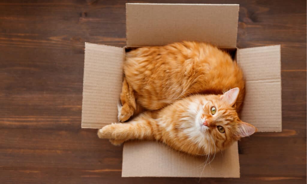 Why do cats like boxes