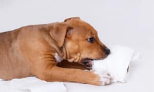 Why Dogs Eat Poop — And What You Should Do About It Picture