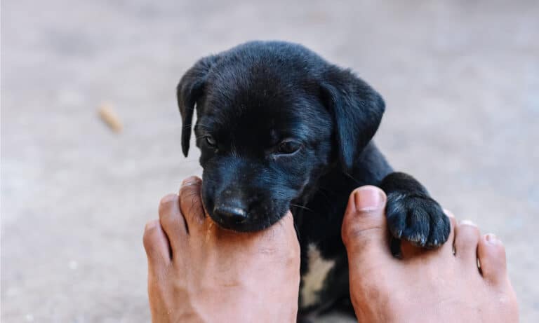 Why your dog is licking your feet