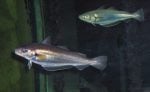 Blue whiting