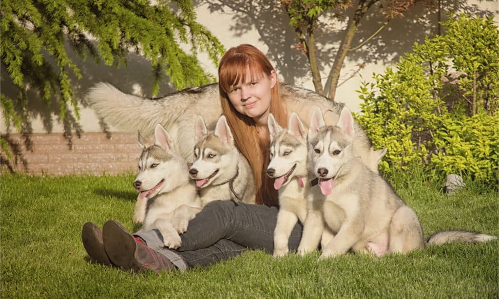Young redheaded woman sitting with four huskyk puppies