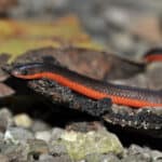Worm snake